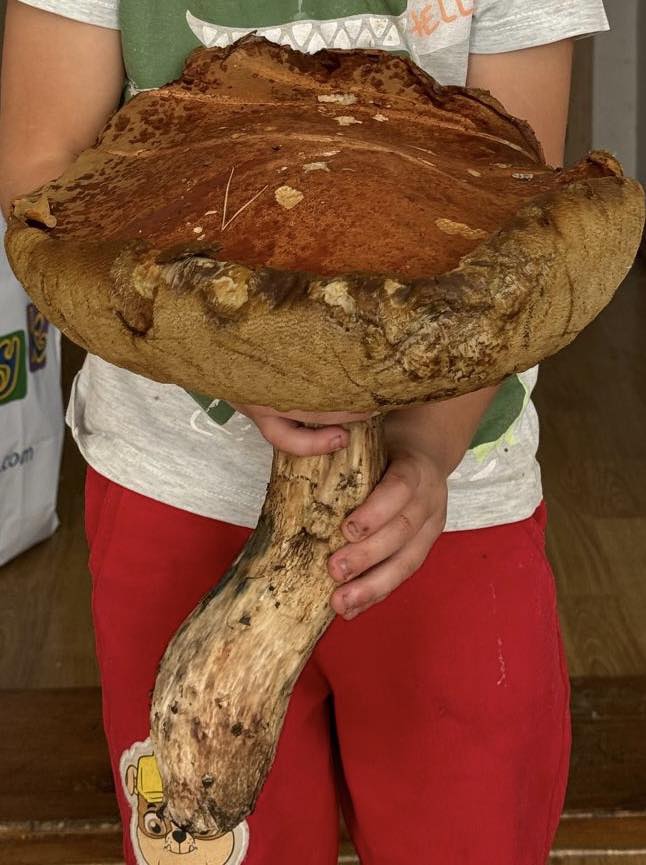 Ogromny grzyb 