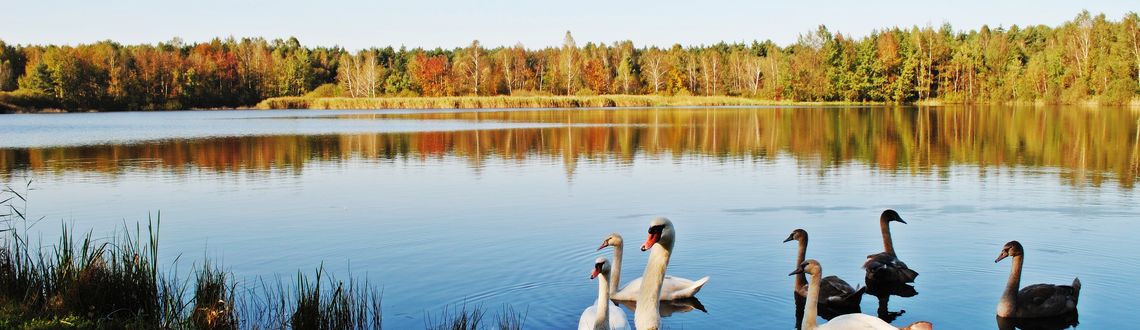baner zdjęcie ozdobne