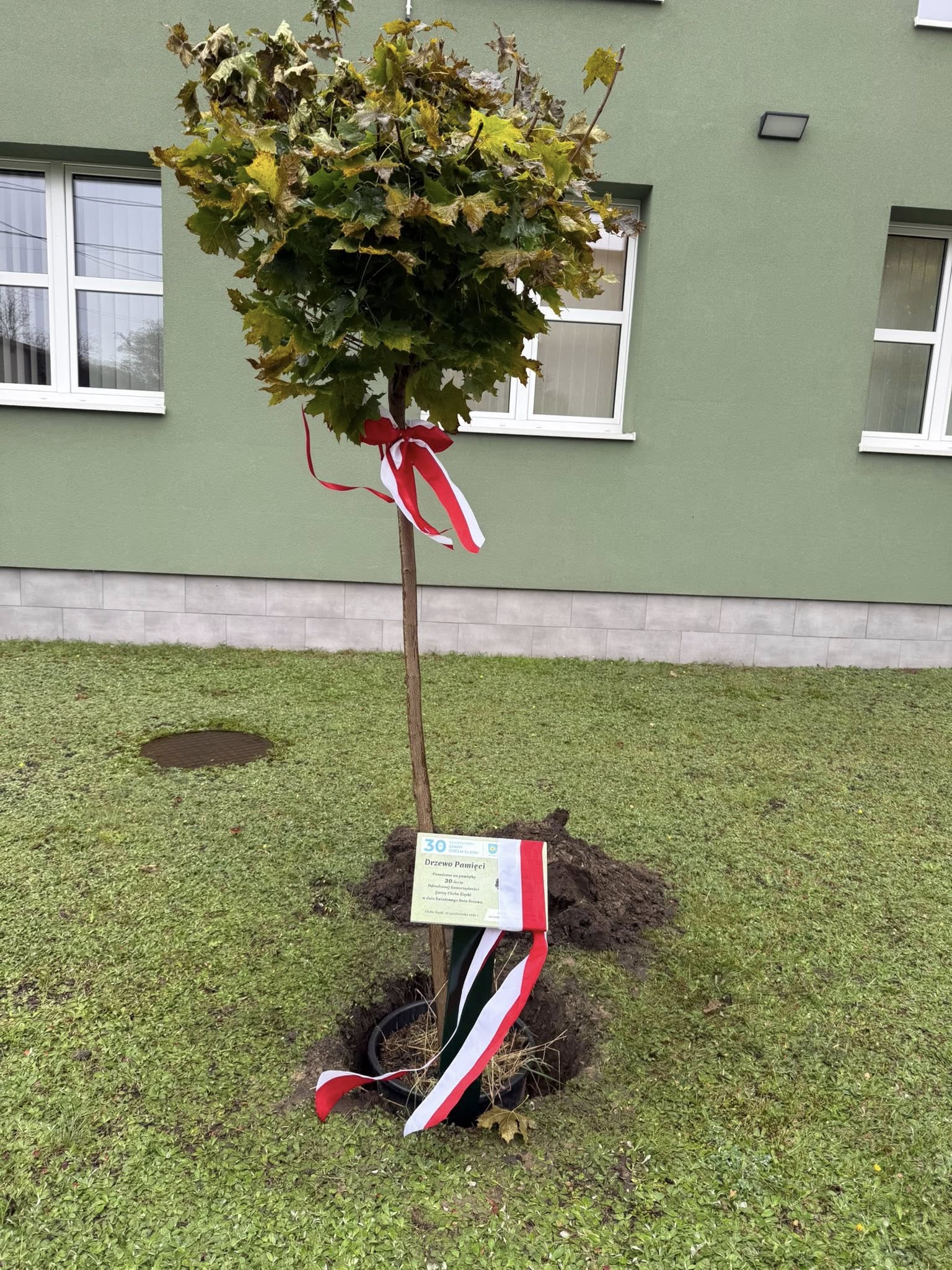 Klon złoty posadzony przed budynkiem