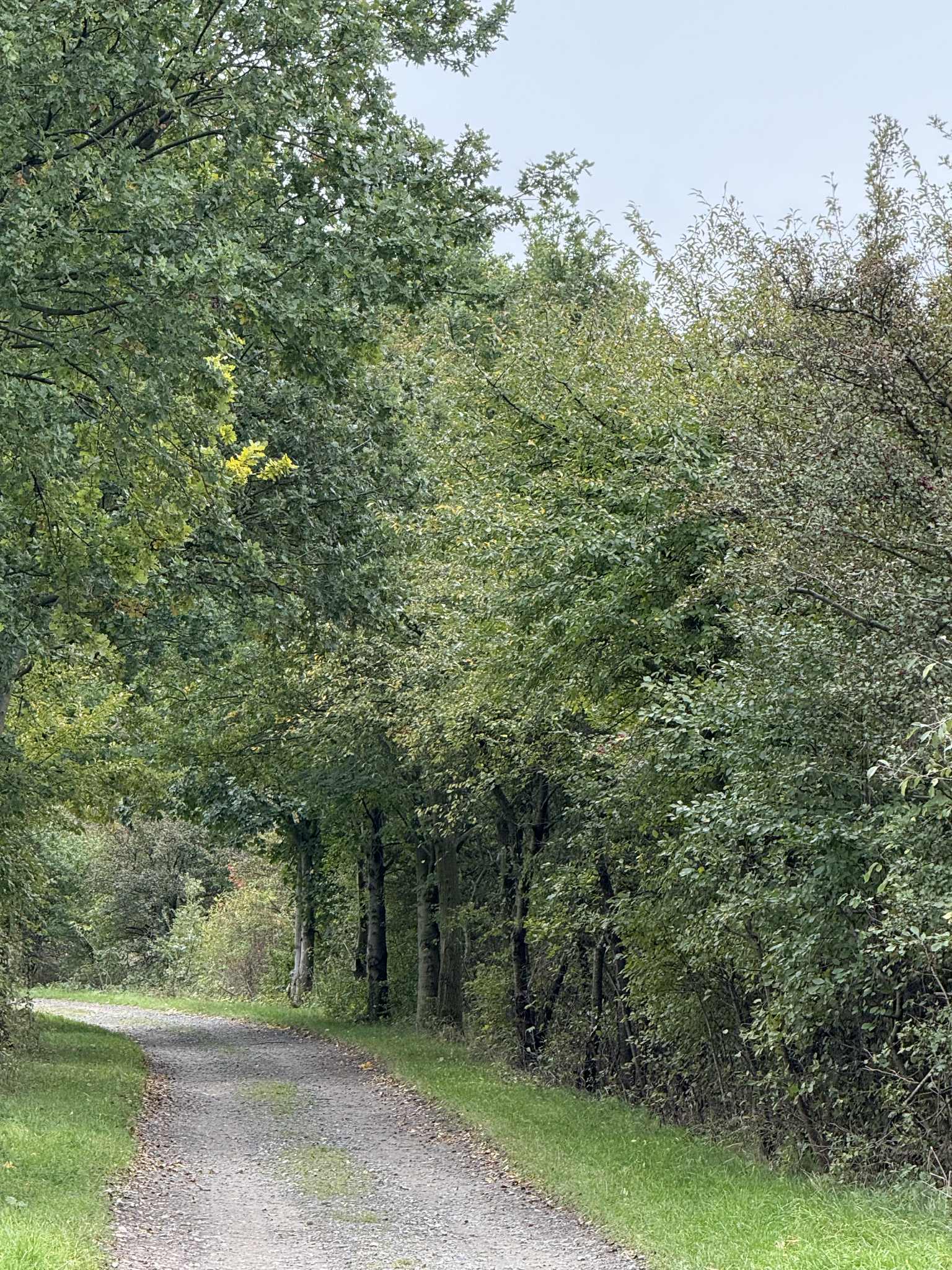 Drzewa i ścieżka prowadząca do lasu 