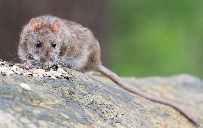 Szczur na pniu drzewa