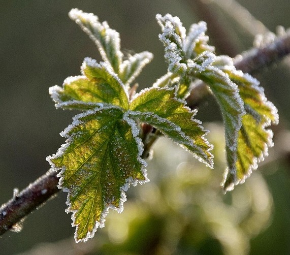 Przymrożony liść na drzewie 